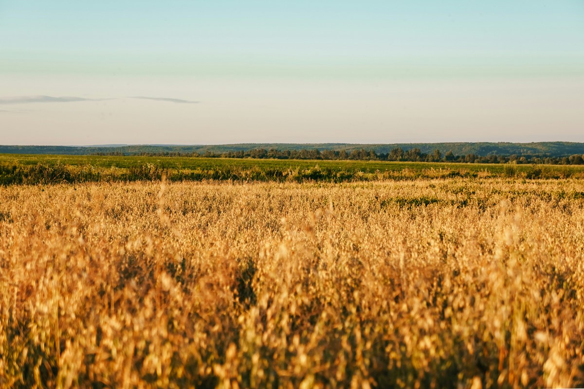 Wheat prices back in the boring range